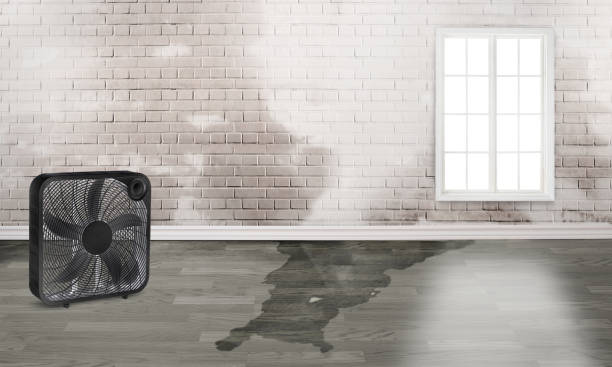 Best Local water damage restoration  in Golf Manor, OH